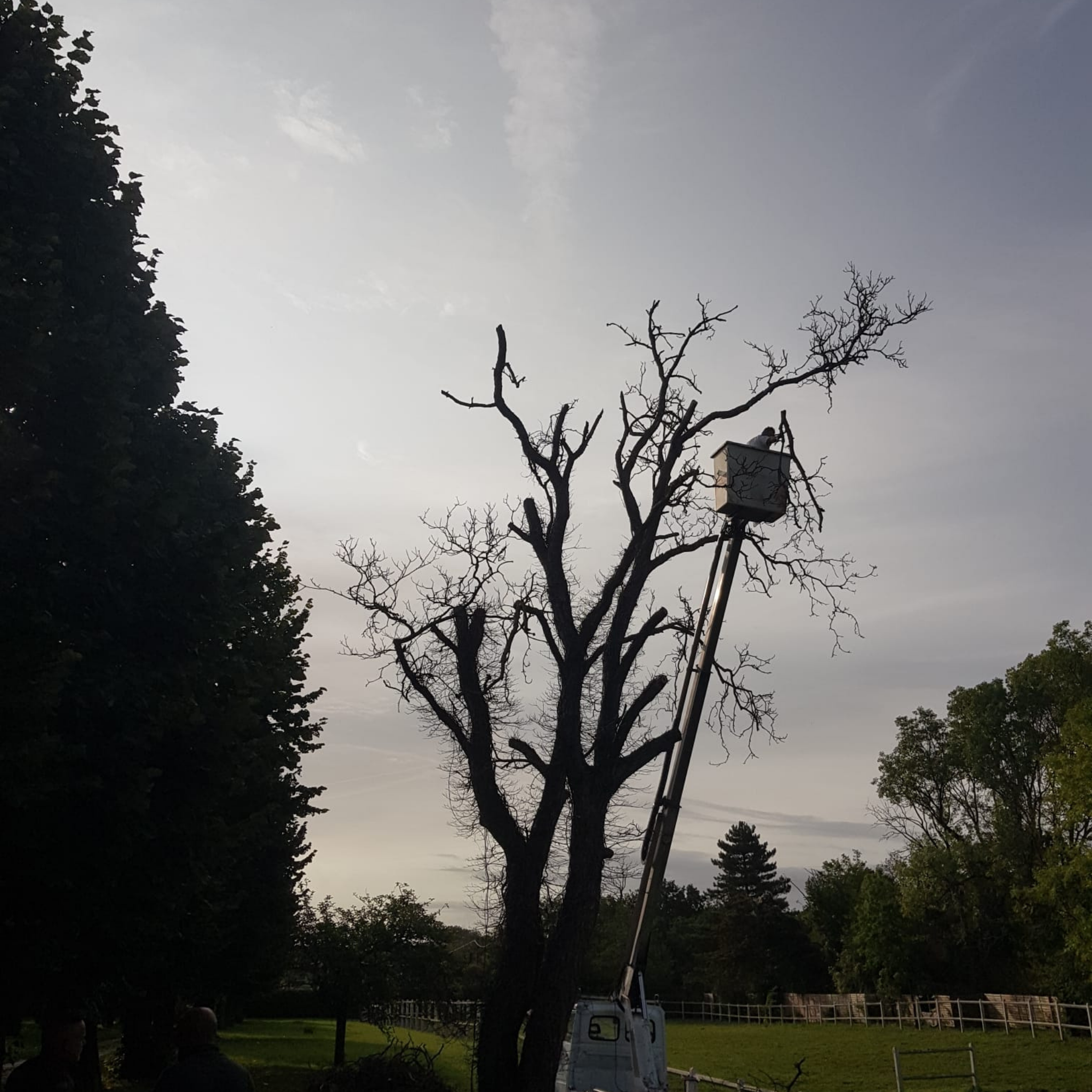 Tillage d'arbre de notre élagueur taverny