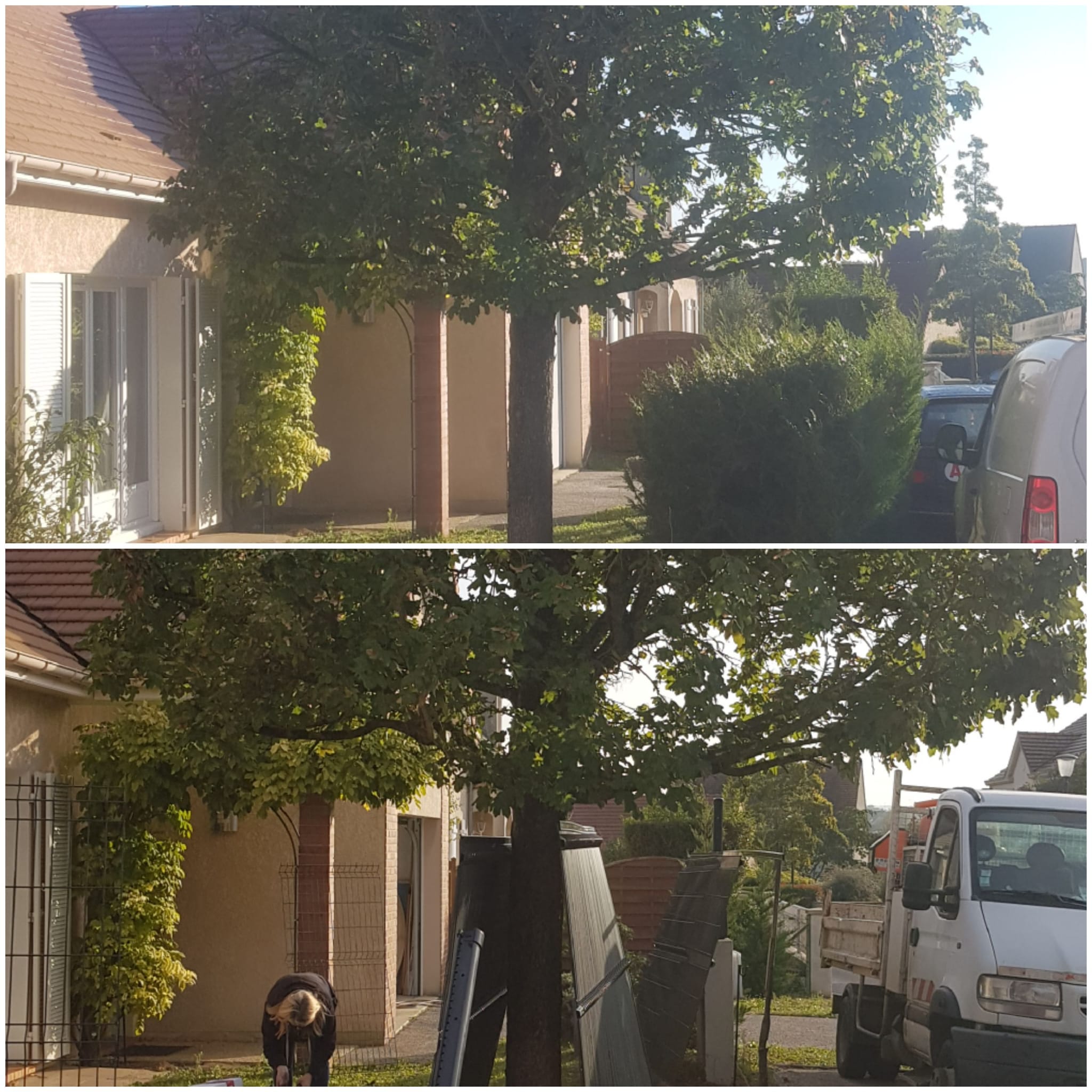 élagueur taverny pour vos arbres